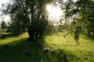 hoogakkerpad schaapjes in weiland